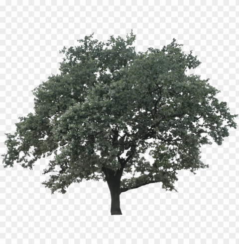 live oak - drawi Clear Background PNG Isolated Graphic