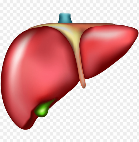 liver organ cirrhosis drawing - liver with no background PNG images with no royalties