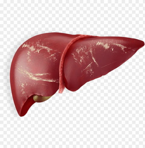 liver - fígado PNG images with no fees
