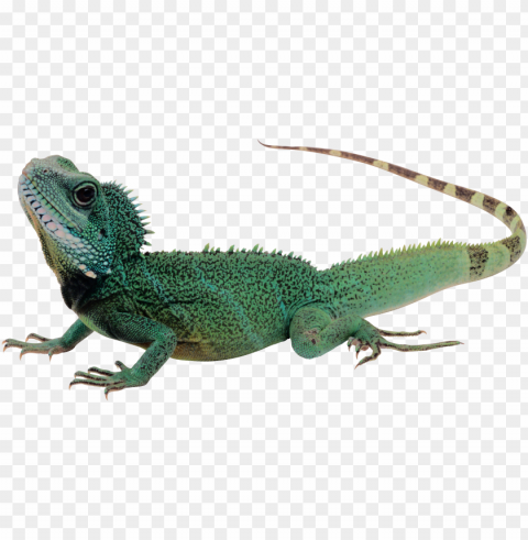 lizard - lizard transparent background PNG images alpha transparency