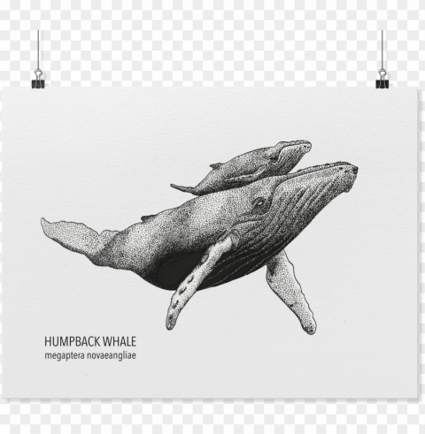 load image into gallery viewer humpback whale art - humpback whale Clear background PNG elements