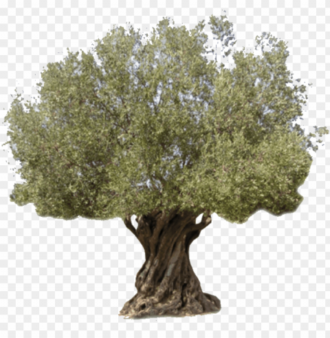 logo - olive trees usa PNG images with transparent canvas comprehensive compilation