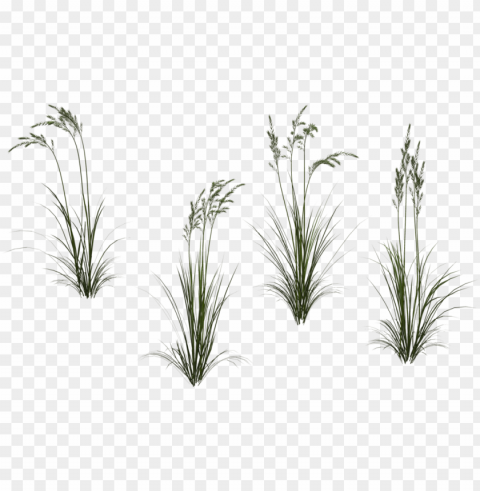 long grass high-quality image - long flower transparent PNG images with clear alpha layer