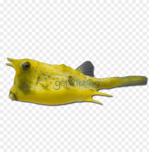 longhorn cowfish - cowfish transparent Free PNG