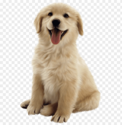 los mejores planes de salud para tu perro - hertzko long blade dog & cat dematting comb Transparent background PNG stock