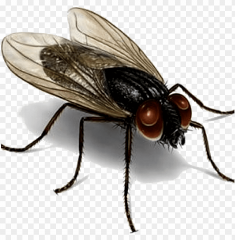 los organismos patógenos son recolectados por las moscas - house fly Clear PNG image