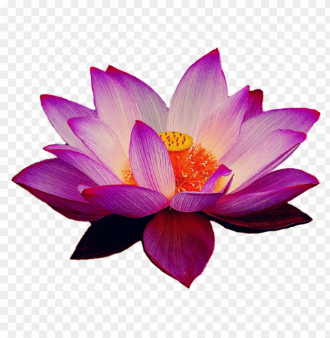 lotus cars photo HighQuality Transparent PNG Element