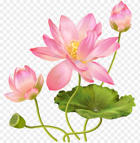 lotus cars wihout background Free PNG transparent images