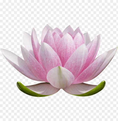 lotus flower Transparent Background Isolation of PNG