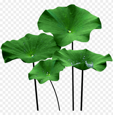 lotus leaf - lotus leaf PNG files with no backdrop wide compilation