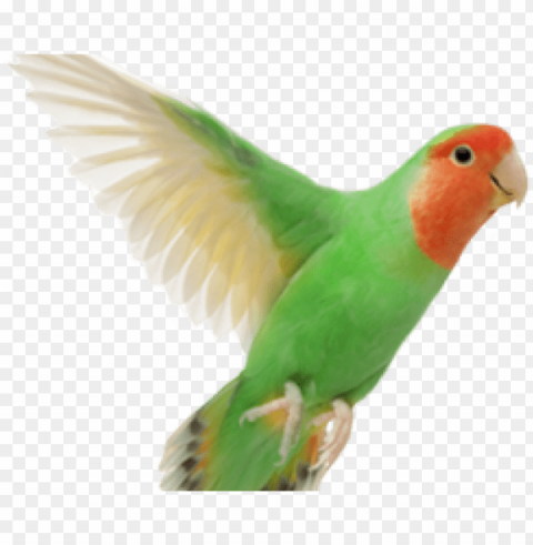 love bird Isolated Design Element on PNG