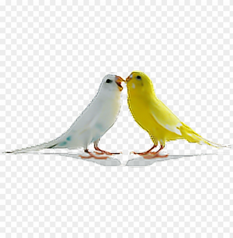 love birds PNG pictures with no backdrop needed