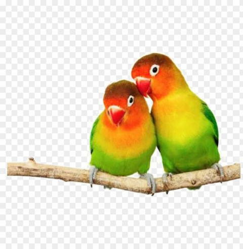 love birds transparent image - love birds ClearCut Background PNG Isolated Element