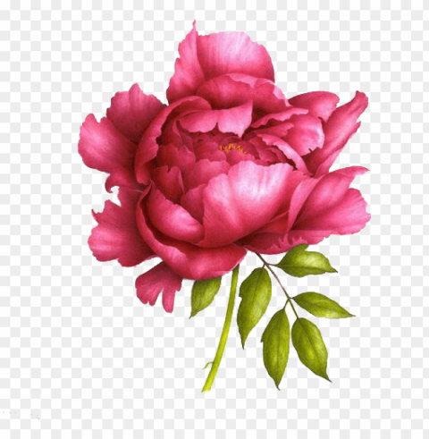 love peonies like this for tattoos - realistic peony drawi PNG images with alpha background