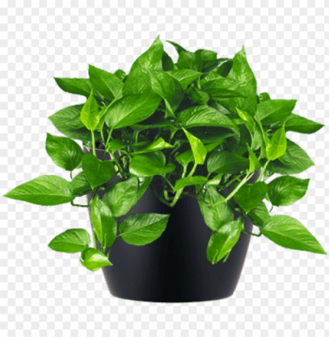 low-light interior plant jade pothos - small indoor plant Isolated Artwork in HighResolution Transparent PNG