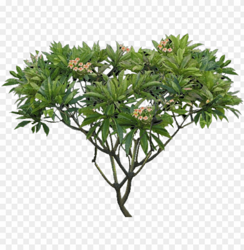 lumeria tree - plumeria alba tree PNG for use