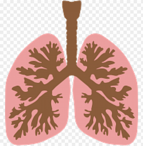 lungs and bronchus PNG images without restrictions