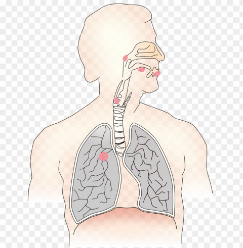 lungs and respiratory system PNG images without subscription PNG transparent with Clear Background ID a58fa134