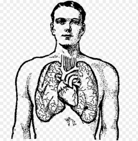 lungs of man drawing PNG isolated