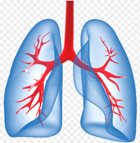 lungs file - lungs PNG Image with Clear Background Isolation
