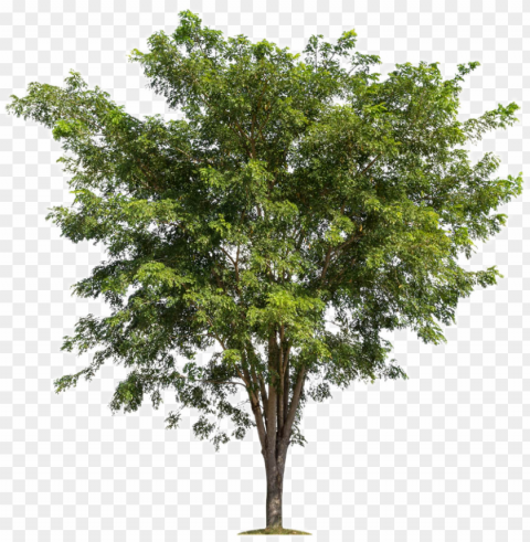 lush trees tree forest branch free image - apple tree without fruit Transparent PNG download