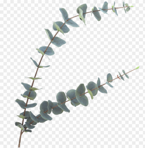 luxury green eucalyptus stem - eucalyptus fake Free download PNG with alpha channel extensive images