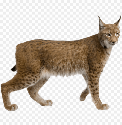 lynx picture - lynx standi Transparent Background PNG Isolated Character