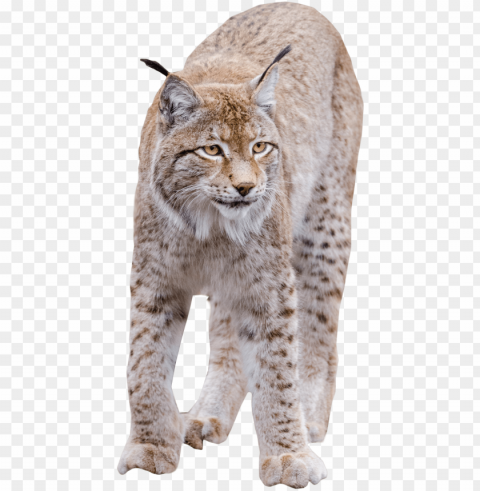 lynx standing image - cat high quality Isolated Item with Transparent Background PNG