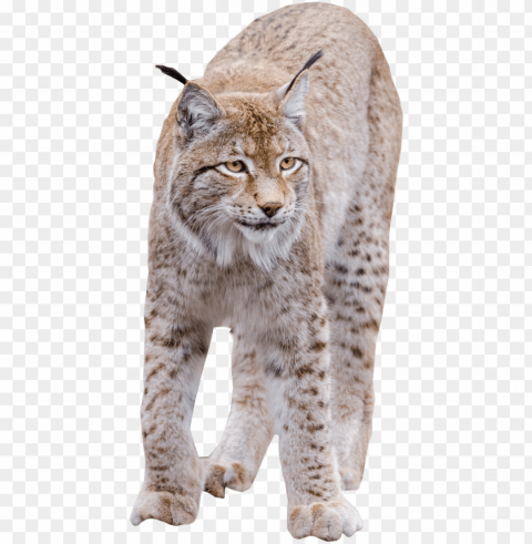 Lynx Standing Image - Cat High Quality Isolated Item With Transparent Background PNG