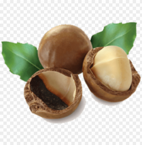macadamia nuts background - macadamia nut oil PNG transparent photos for design