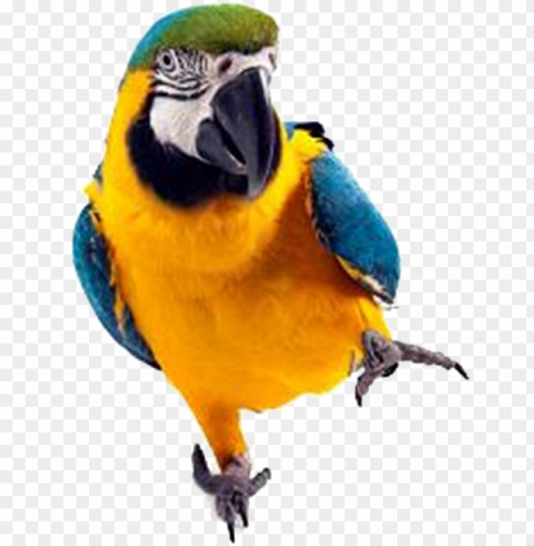 macaw parrot image - sleepover zoo book HighQuality PNG Isolated on Transparent Background
