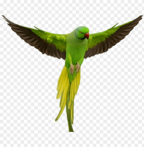 macaw transparent images - imagenes de aves con frases de amor PNG graphics with clear alpha channel broad selection
