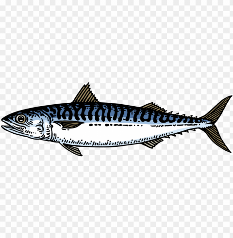 mackerel - atlantic mackerel Transparent PNG pictures complete compilation