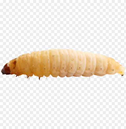 maggot - larva Free PNG transparent images PNG transparent with Clear Background ID ee6e3f2c