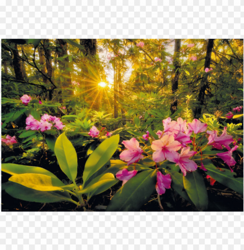 magic forests - rhododendron - heye - magic forests rhododendron puzzle 2000pc Transparent PNG Isolated Graphic Element
