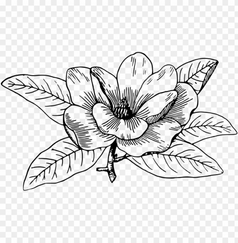 magnolia icons - black and white magnolia clipart PNG with Isolated Transparency