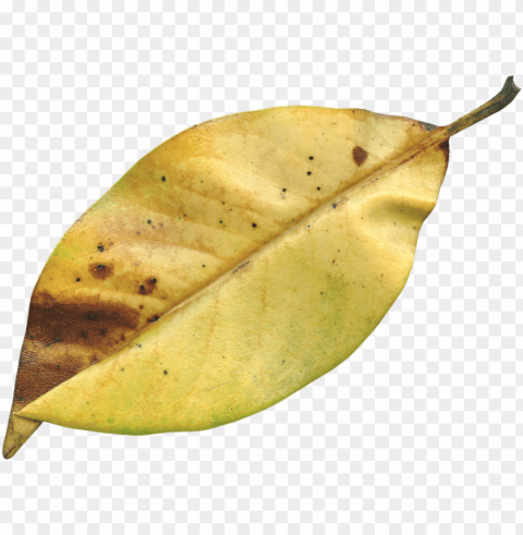 magnolia leaf fall autumn season nature natural - dried leaf PNG images with clear cutout