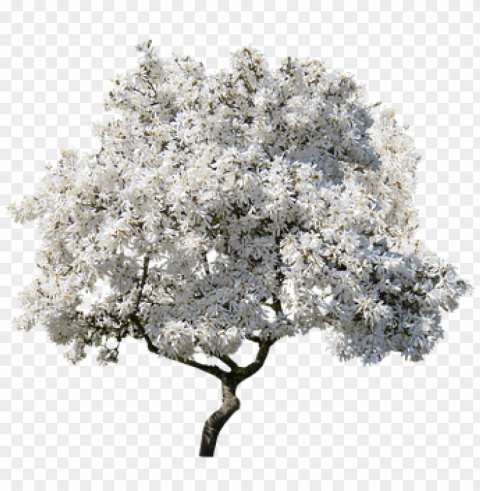 magnolia tree Transparent PNG Isolated Item with Detail