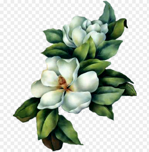 magnolia - white magnolia flower painti Isolated Character in Transparent PNG Format