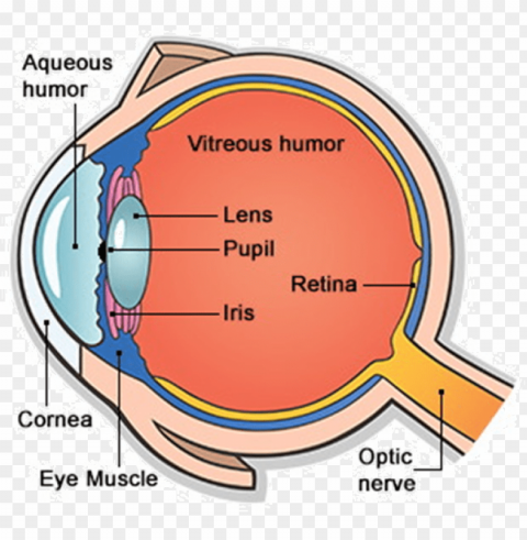 main parts of human eye PNG images with transparent canvas compilation