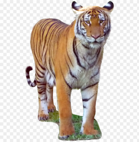 malayan tiger - malayan tiger Isolated Character on Transparent Background PNG