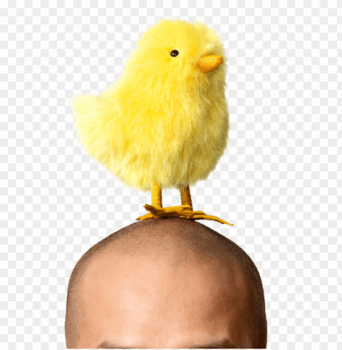 man with yellow easter chicken decoration on head PNG transparent photos massive collection