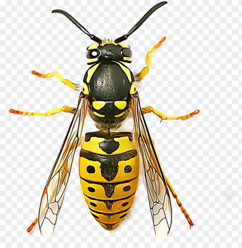 many wasps live solitary lives and go unnoticed by - top view of was Isolated Character in Transparent PNG