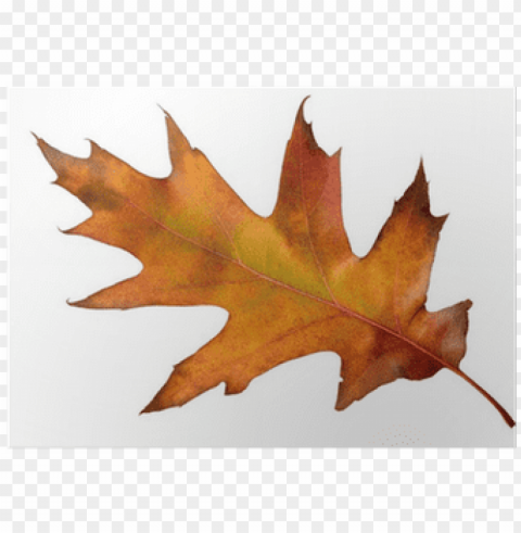 maple leaf Isolated Illustration with Clear Background PNG PNG transparent with Clear Background ID 3555fd91