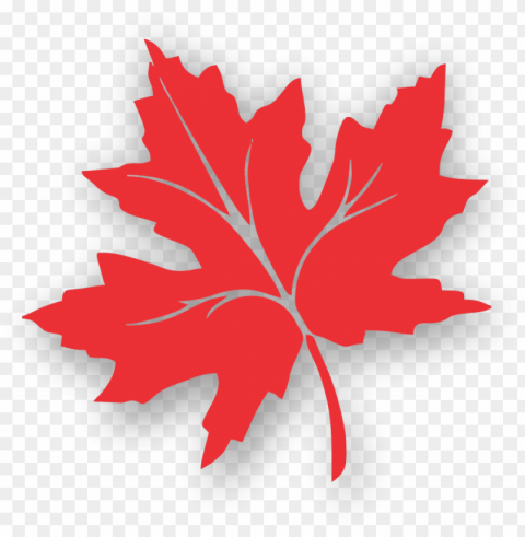 maple leaf clipart kashmir - red leaf of chinar Isolated Character in Clear Background PNG