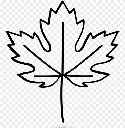 maple leaf coloring page pages - toronto maple leafs PNG pictures without background