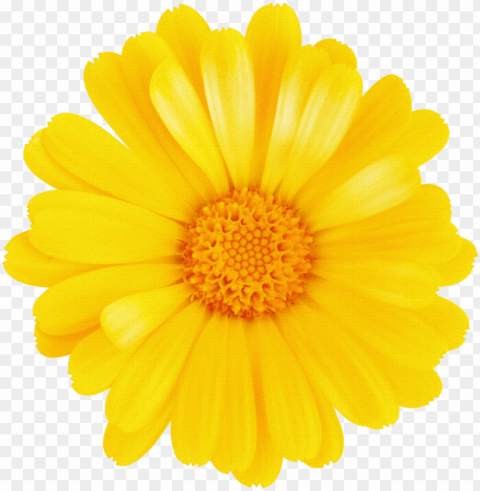 margaritas para montajes rosavecina - yellow flower without Clean Background Isolated PNG Icon