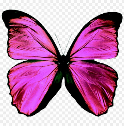mariposas - butterfly teal PNG transparent photos assortment