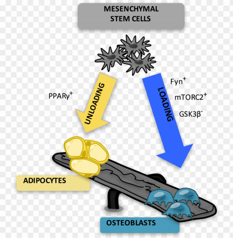 marrow adipocytes are derived from mesenchymal stem - adipocyte osteoblast PNG for social media