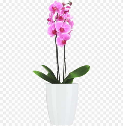materas y plantas - orquidea rosa High-resolution PNG